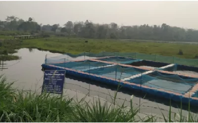 Cage fish farming has potential to maximize profit for Assam’s fisher folk