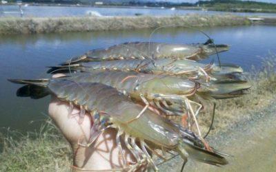 Bangladesh shrimp exporters and producers call for commercial farming of vannamei shrimp