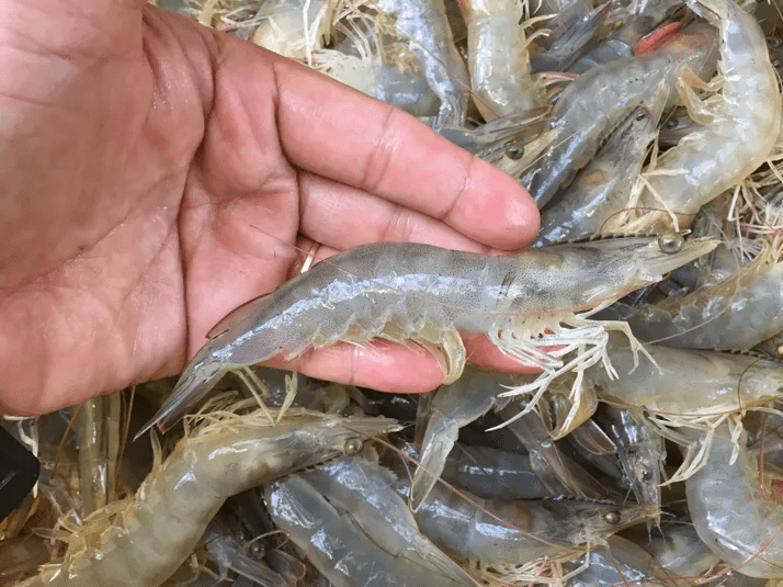 Whiteleg shrimp Researchers are working to create a circulation system that allows shrimp to be farmed in freshwater with low salinity